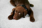 dogoncarpet